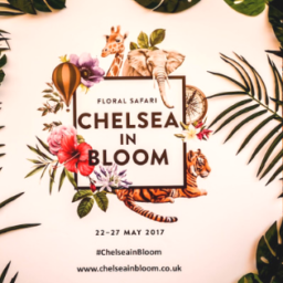 katka cestuje chelsea in bloom flower show londyn anglie kvetiny vystava